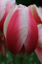 Tulip - Russian Princess
