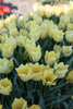 Group of vibrant Wild Flowering Batalinnii Bright Gem yellow tulip petals
