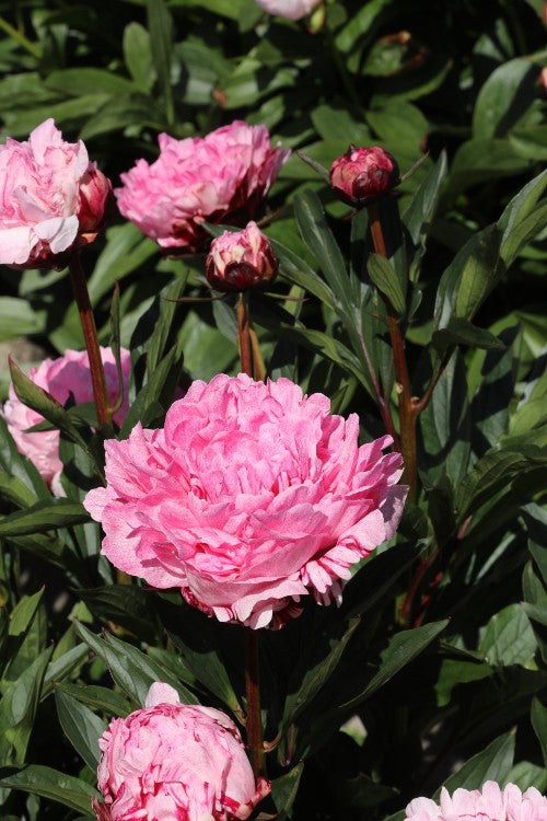 Exquisite Sarah Bernhardt peony: a timeless pink beauty in full bloom.