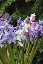 Scilla - Spanish Bluebell (Campanulata)