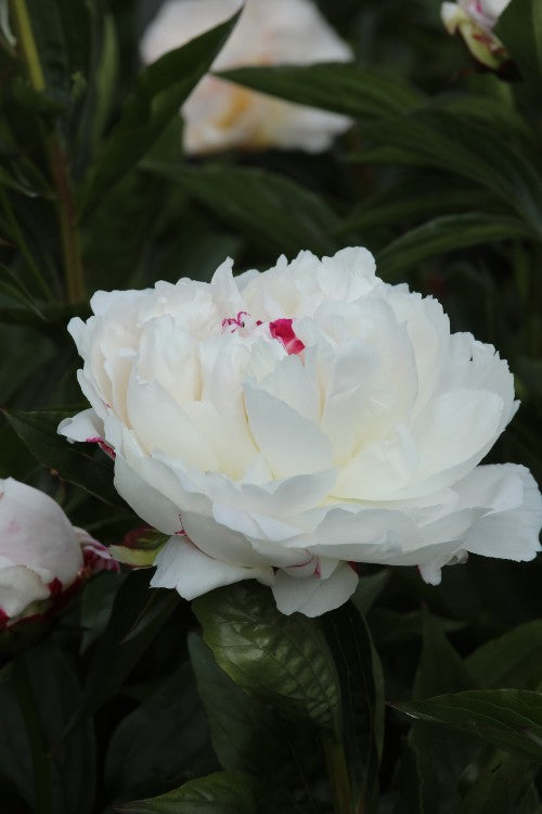 Elegant white peony: Duchesse de Nemours, a garden treasure with green background.