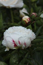 Peony - Festiva Maxima