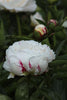 Enchanting Duchesse de Nemours peony: a regal bloom in white