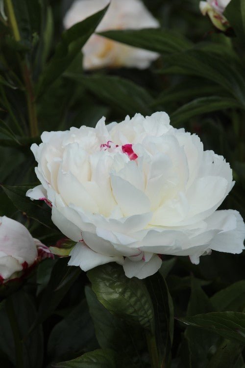 Peony - Shirley Temple