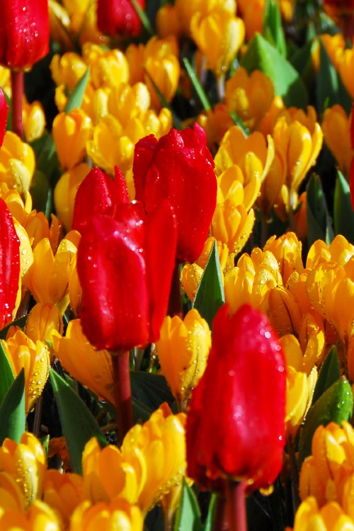 Group of red showwinner Kaufmanniana tulips with yellow tulips in background