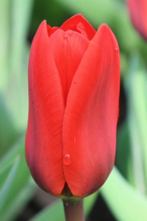 Kaufmanniana tulip showwinner has bright red, elegant petals standing on green stem