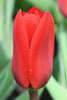 Kaufmanniana tulip showwinner has bright red, elegant petals standing on green stem