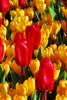 Group of red showwinner Kaufmanniana tulips with yellow tulips in background