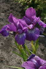 Iris Siberica - Sparkling Rose