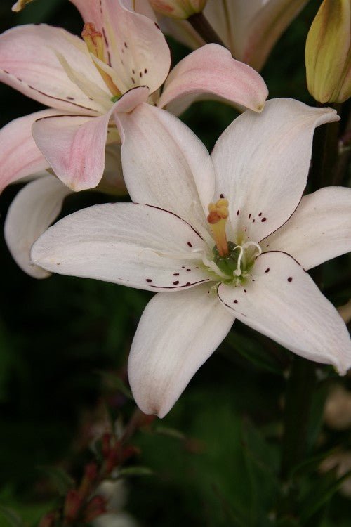lily spring flower Spring Pink