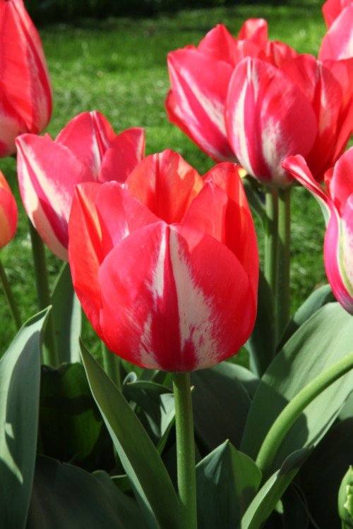 Tulip - Spryng Rembrandt