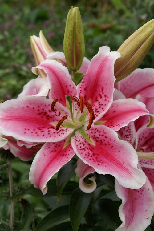 stargazer white lily Stargazer