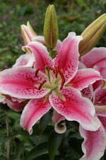 Lily - Stargazer