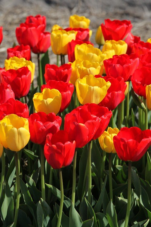 Tulip - Strong Mixed Special