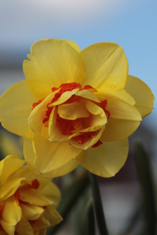 Close-up of Tahiti Daffodil with yellow cups, and large ruffled cup