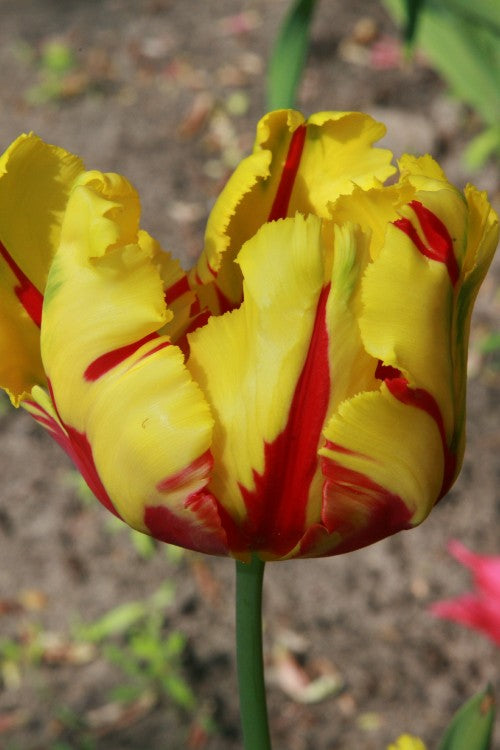 A close-up of Parrot tulip texas flame, with yellow and red blooms