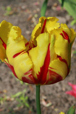 Tulip - Texas Flame
