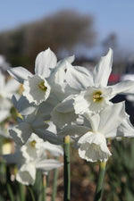 Daffodil - Thalia