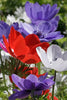 Graceful DeCaen anemone swaying in the wind, with mixed colors