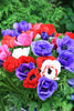 Elegant Anemone DeCaen showcasing a kaleidoscope of colors, with green background.
