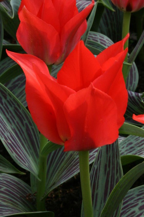 Tulip - Red Riding Hood