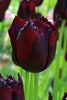 Beautiful Fringed tulip Van Eijk showcasing delicate fringed purple-burgundy petals