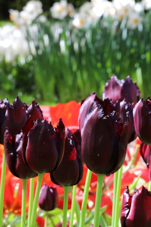 Group of striking Van Eijk fringed tulips with, displaying purple hues