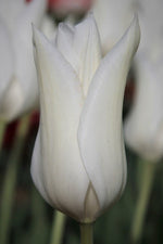 Tulip - White Triumphator