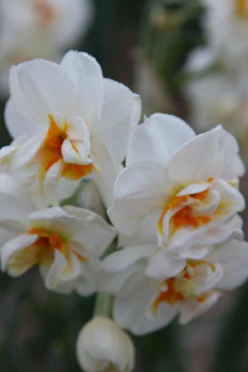 Group of Sir Winston Churchill Daffodil with white petals and orange heart