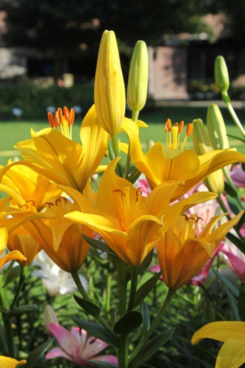 asiatic lily yellow county Yellow County