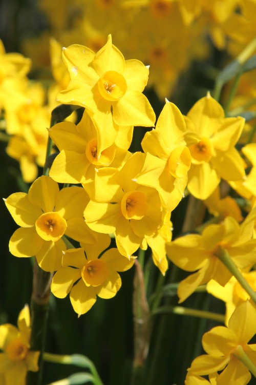 Radiant Baby Boomer daffodil evokes memories of golden fields.