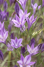 Miscellaneous - Queen Fabiola Brodiaea