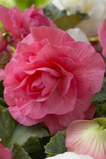 Begonia - Double Pink