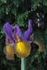 Stunning Eye of the Tiger Dutch Iris: bold and captivating.