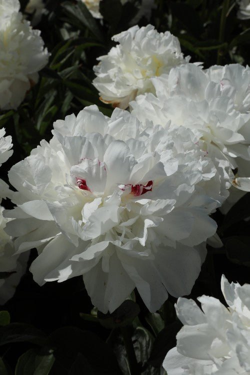 Peony - Festiva Maxima