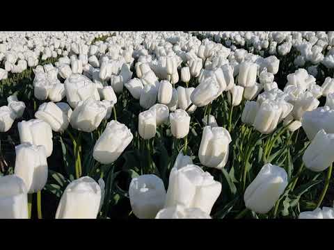 Video of triumph tulips white dream standing on a windy field.