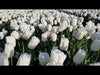 Load and play video in Gallery viewer, Video of triumph tulips white dream standing on a windy field.