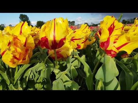 Video of Parrot tulip Texas Flame in a windy field