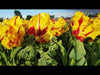 Load and play video in Gallery viewer, Video of Parrot tulip Texas Flame in a windy field