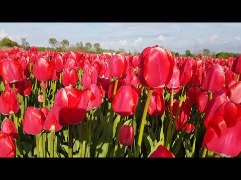 Video of darwin hybrid Red impression tulips standing on a field