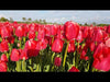 Load and play video in Gallery viewer, Video of darwin hybrid Red impression tulips standing on a field