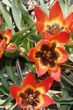 Tulip - Little Princess