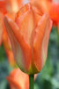 Vibrant orange Fosteriana tulip, known as the regal Orange Emperor