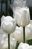 A pair of Triumph tulips, called White Dream, standing on green stems