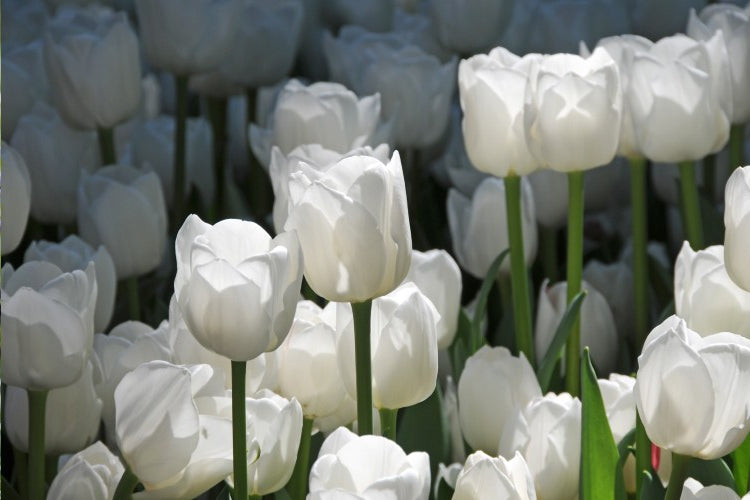 Snowy white Dream Triumph tulips showcasing its captivating beauty in sunlight