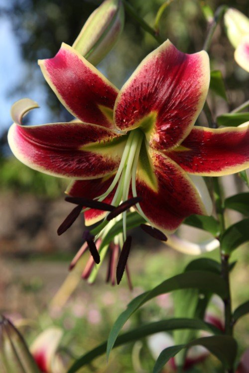 Lily - Scheherazade
