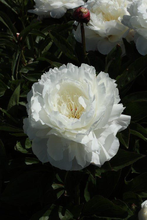 Peony - Shirley Temple