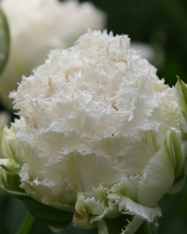 Tulip - Snow Crystal