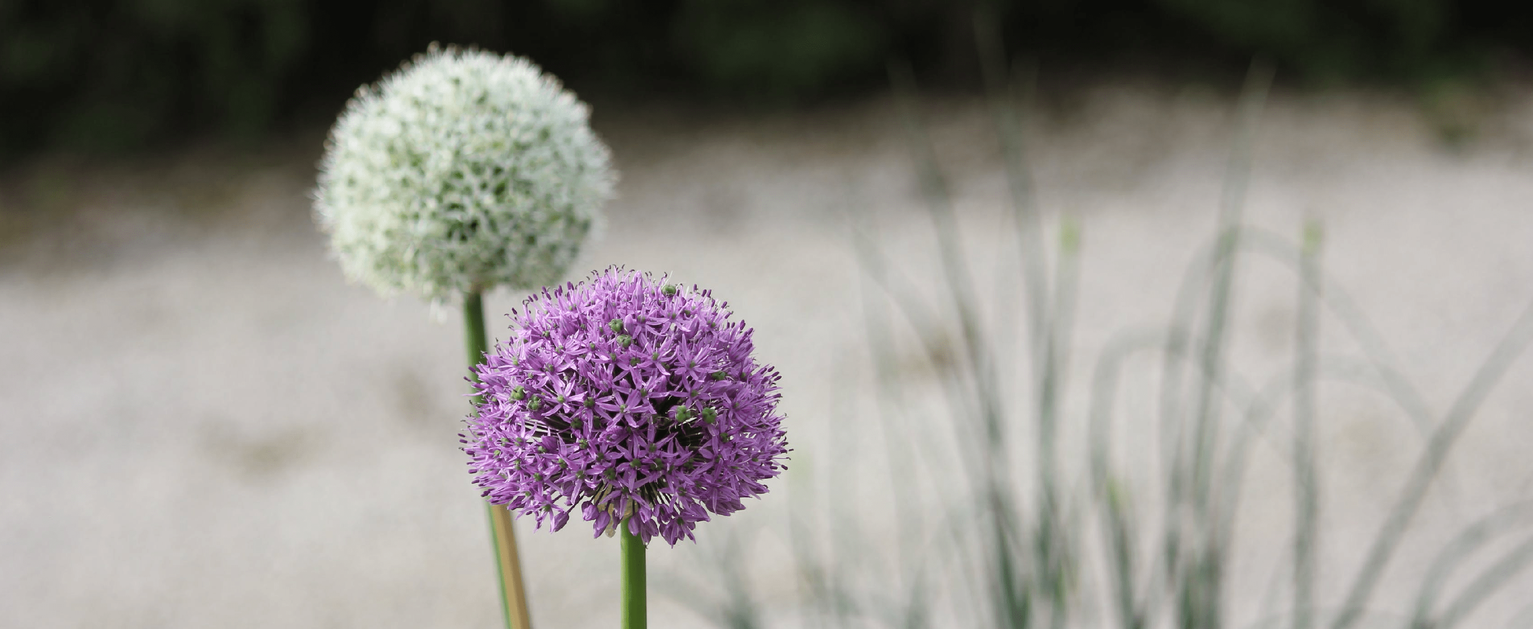 Allium - dutchflowerbulbs.com