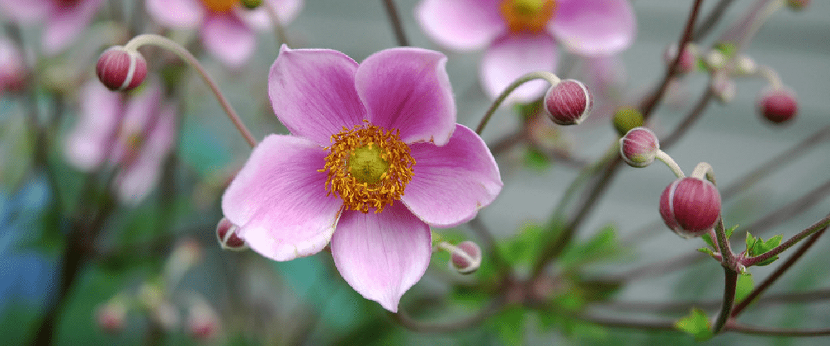 Anemone X Hybrid or Japanese Anemone - dutchflowerbulbs.com